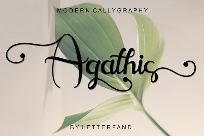 agathis-4